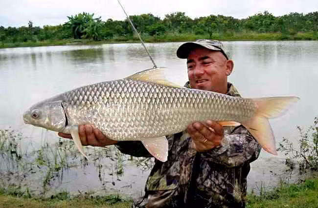 Cá duồng bay có thân màu vàng xám đến nâu, bụng trắng nhạt. Vây lưng và vây đuôi xám nâu, rìa đỏ. Ảnh: fischlexikon.