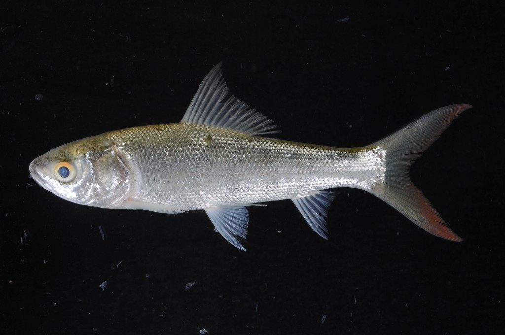 Ở Việt Nam, cá duồng bay có ở các sông lớn ở Nam Bộ: hệ thống sông Đồng Nai - Sài Gòn, sông Vàm Cỏ Đông - Vàm Cỏ Tây (mùa lũ) và sông Cửu Long. Ảnh: ffish.