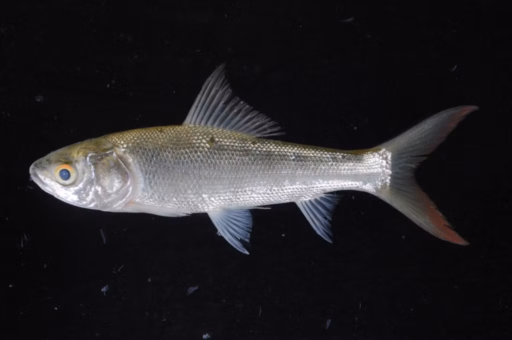 Ở Việt Nam, cá duồng bay có ở các sông lớn ở Nam Bộ: hệ thống sông Đồng Nai - Sài Gòn, sông Vàm Cỏ Đông - Vàm Cỏ Tây (mùa lũ) và sông Cửu Long. Ảnh: ffish.