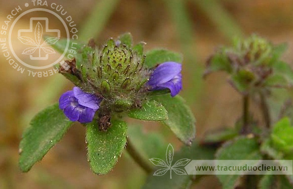 Ở Việt Nam, cây bồ bồ có nhiều ở Bắc Giang, Thái Nguyên, Vĩnh Phúc, Phú Thọ, Hà Tây, Hòa Bình, Thanh Hoá, và Quảng Ninh. Cây bồ bồ chưa thấy mọc ở những tỉnh phía Nam. Ảnh: tracuuduoclieu.