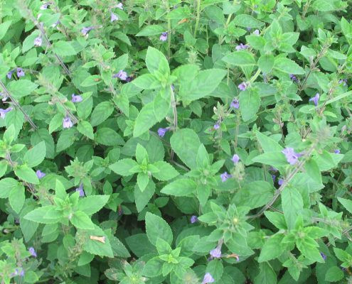 Trên thế giới, cây bồ bồ phân bố ở Nam Trung Quốc. Ấn Độ và Malaysia. Ảnh: herbasoul.