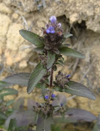 Cây bồ bồ là cây ưa sáng và có thể hơi chịu hạn, thường mọc thành đám trên các vùng đồi thấp và bờ nương rẫy ở vùng trung du phía Bắc nước ta. Ảnh: blogspot.