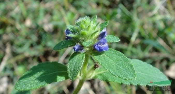  Cây bồ bồ có tên khoa học là Adenosma indiana (Lour.) Merr. Ngoài ra, nó còn có một số tên gọi khác như cây nhân trần, hoắc hương núi. Ảnh: tracuuduoclieu.