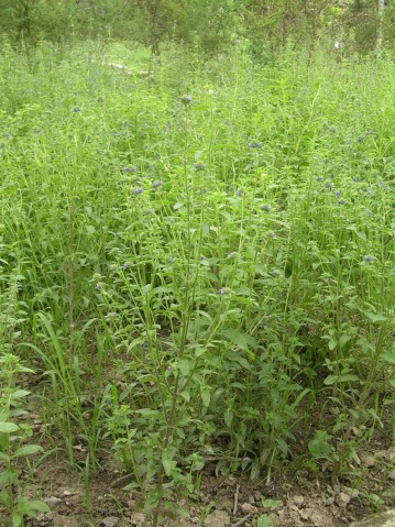 Mùa hoa quả của cây bồ bồ từ tháng 4 - tháng 7. Đến đầu mùa thu, sau khi quả già, cây bắt đầu tàn lụi. Ảnh: solavina.