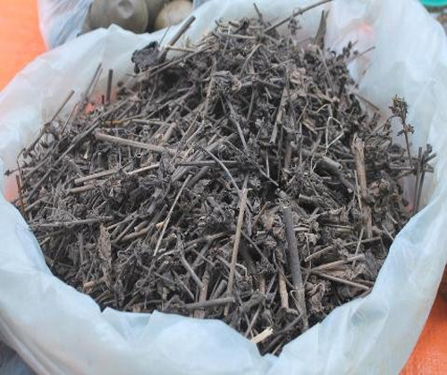 Cây bồ bồ phát triển rất nhanh, sau 2 tháng đã bắt đầu có hoa, quả. Ảnh: chinhgoc.