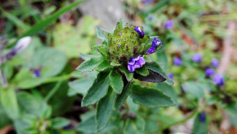 Cây bồ bồ cao từ 20cm – 60cm, nhiều lông, lá hình bầu dục mọc so le, cụm hoa mọc thành bông, thường có hình cầu, quả nang nhãn, hình trứng, dài 3mm – 4mm. Ảnh: ydhvn.