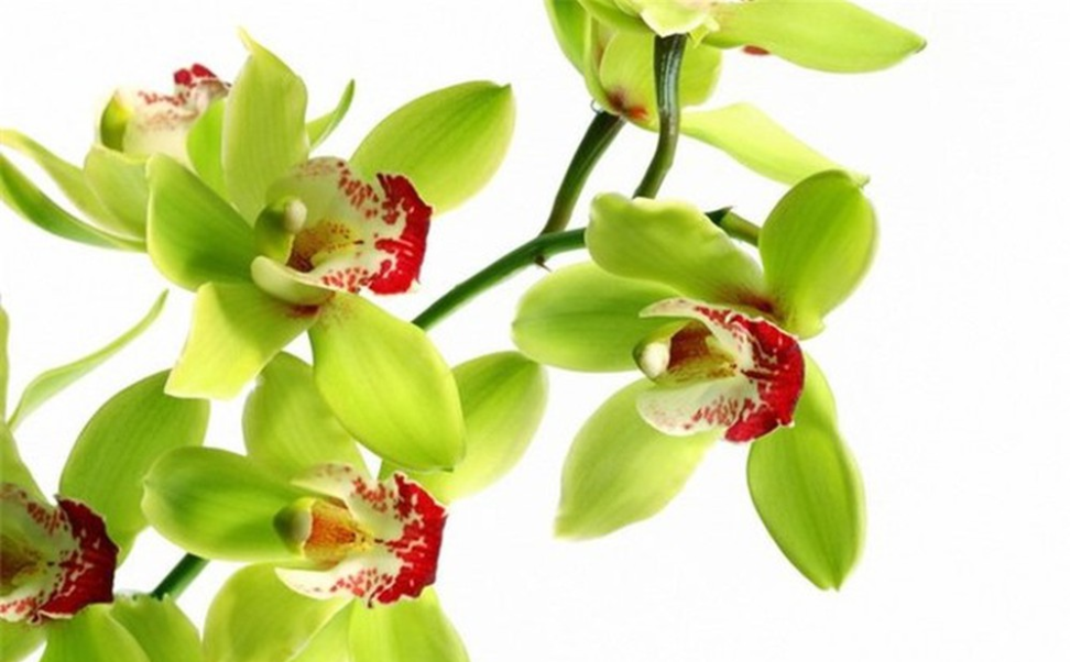 Chỉ những cây phong lan đẹp nhất mới được đưa ra thị trường để bán. Ảnh: blogspot.