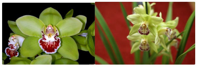 Chính vì vậy mà hoa phong lan Nongke có giá vô cùng đắt đỏ, lên tới 200.000 USD/cây, tức khoảng 4,6 tỷ đồng. Ảnh: khoahoc.