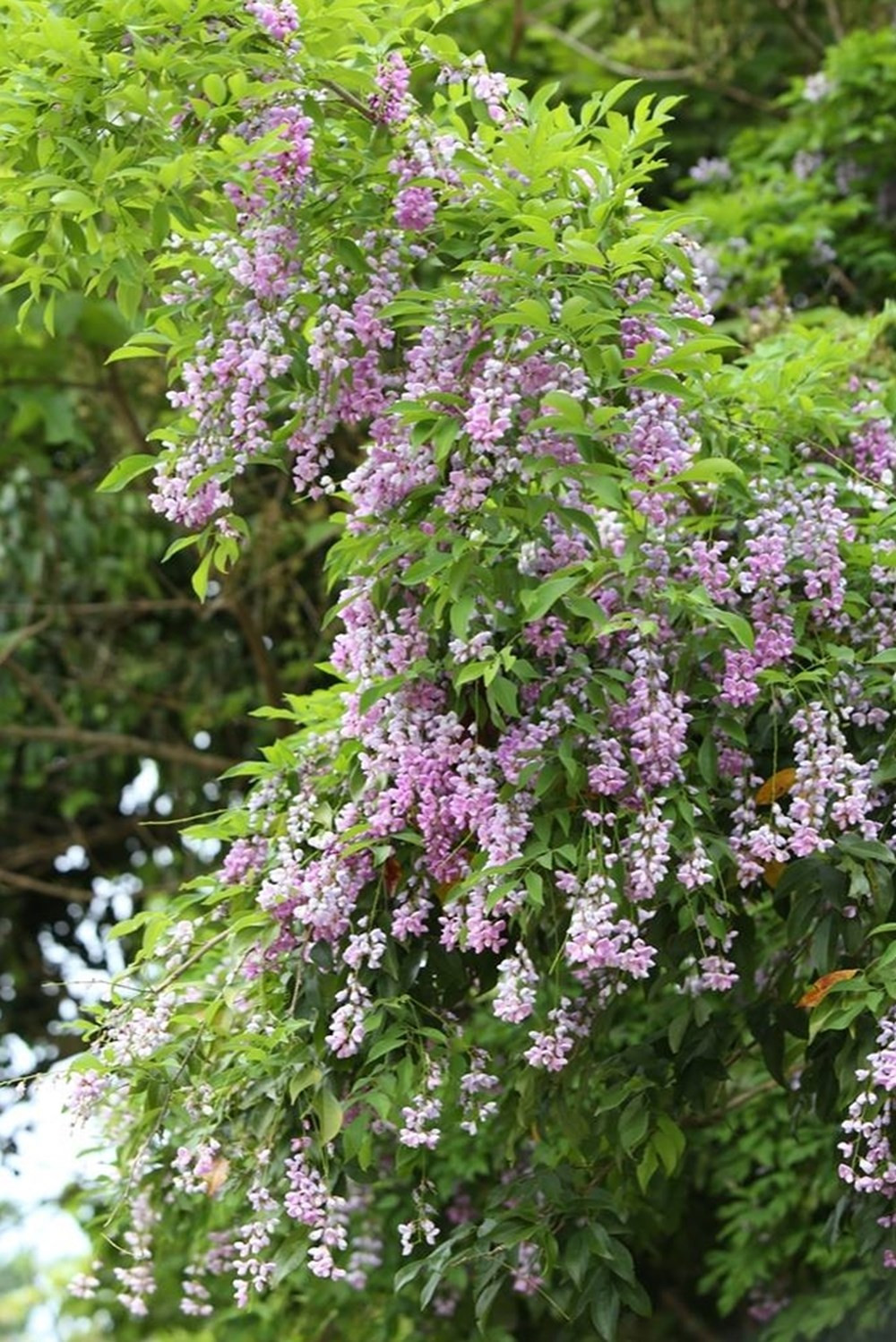 Hạt cây thàn mát thường được người dân dùng để bắt cá bằng cách tán nhỏ rồi trộn với tro bếp, rắc vào dòng nước suối đã ngăn lại. Ảnh: vingarden.