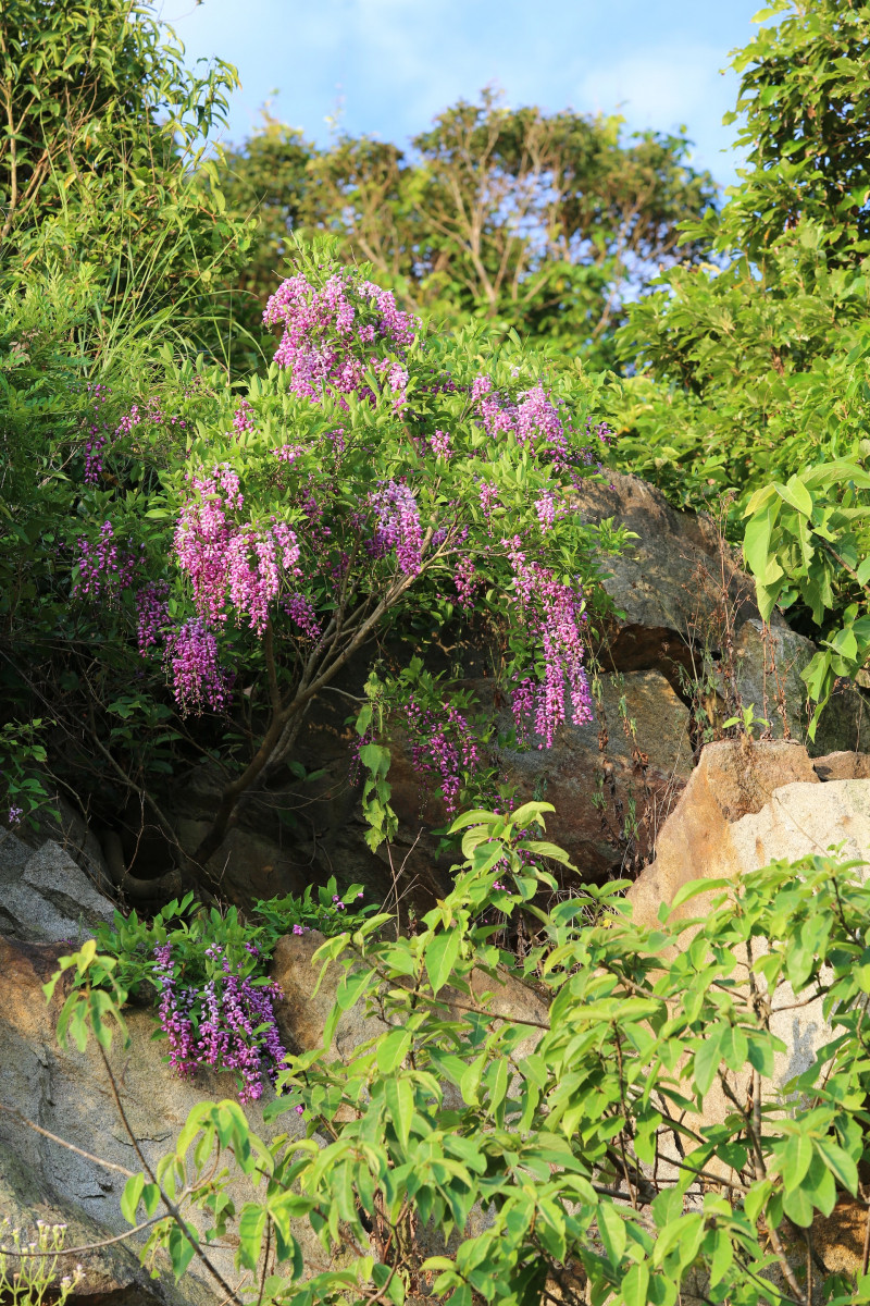 Cây thàn mát có nhiều trên các vùng đá vôi vùng Tây Bắc, Hoà Bình, Lạng Sơn, Bắc Thái và nhiều nơi khác ở Việt Nam. Ảnh: vingarden.