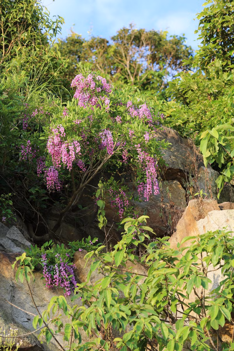 Cây thàn mát có nhiều trên các vùng đá vôi vùng Tây Bắc, Hoà Bình, Lạng Sơn, Bắc Thái và nhiều nơi khác ở Việt Nam. Ảnh: vingarden.