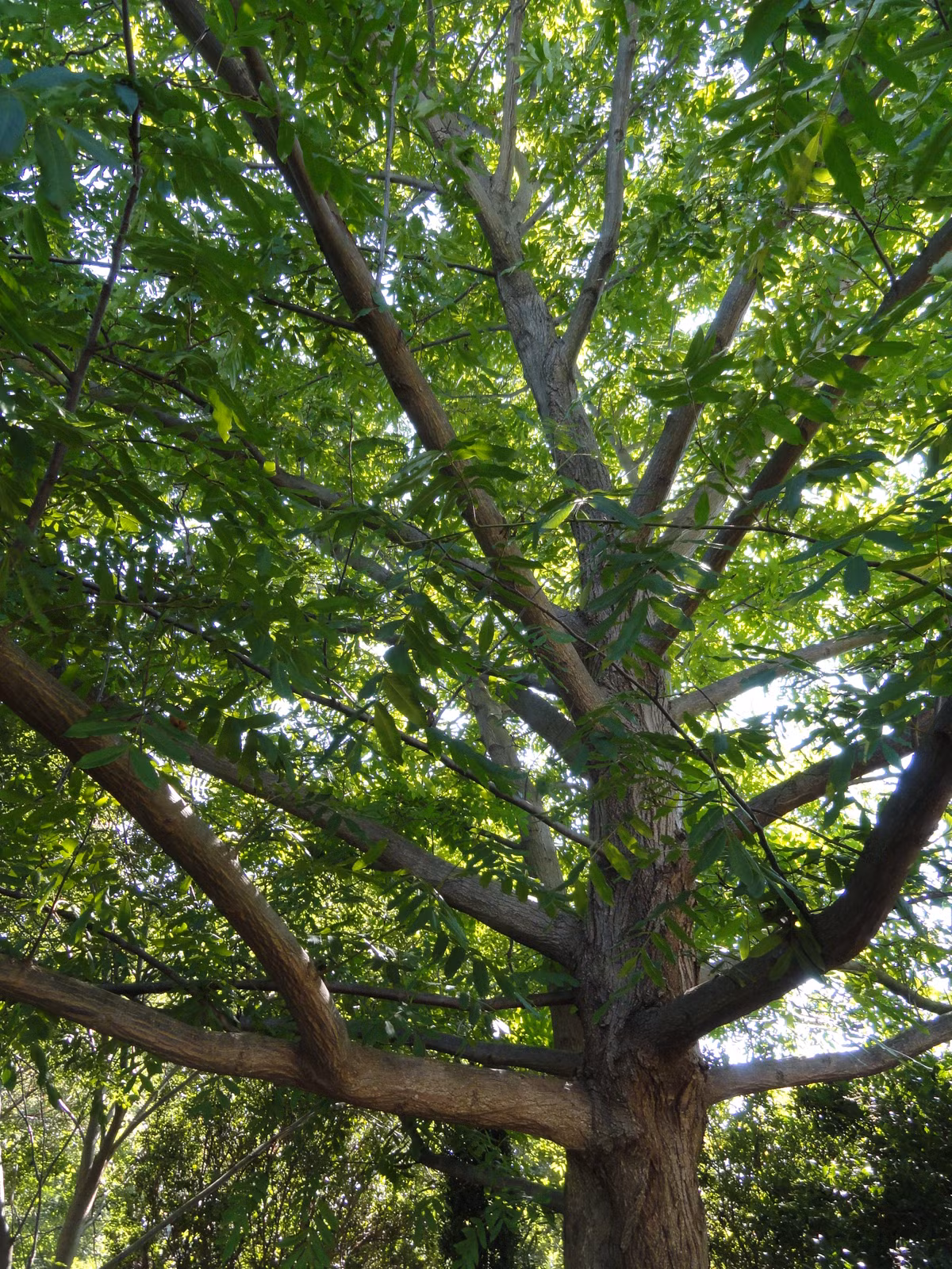 Cây cơi là loại cây thân gỗ mọc rất nhiều bên sông suối ở miền Tây xứ Nghệ. Ảnh: wikimedia.