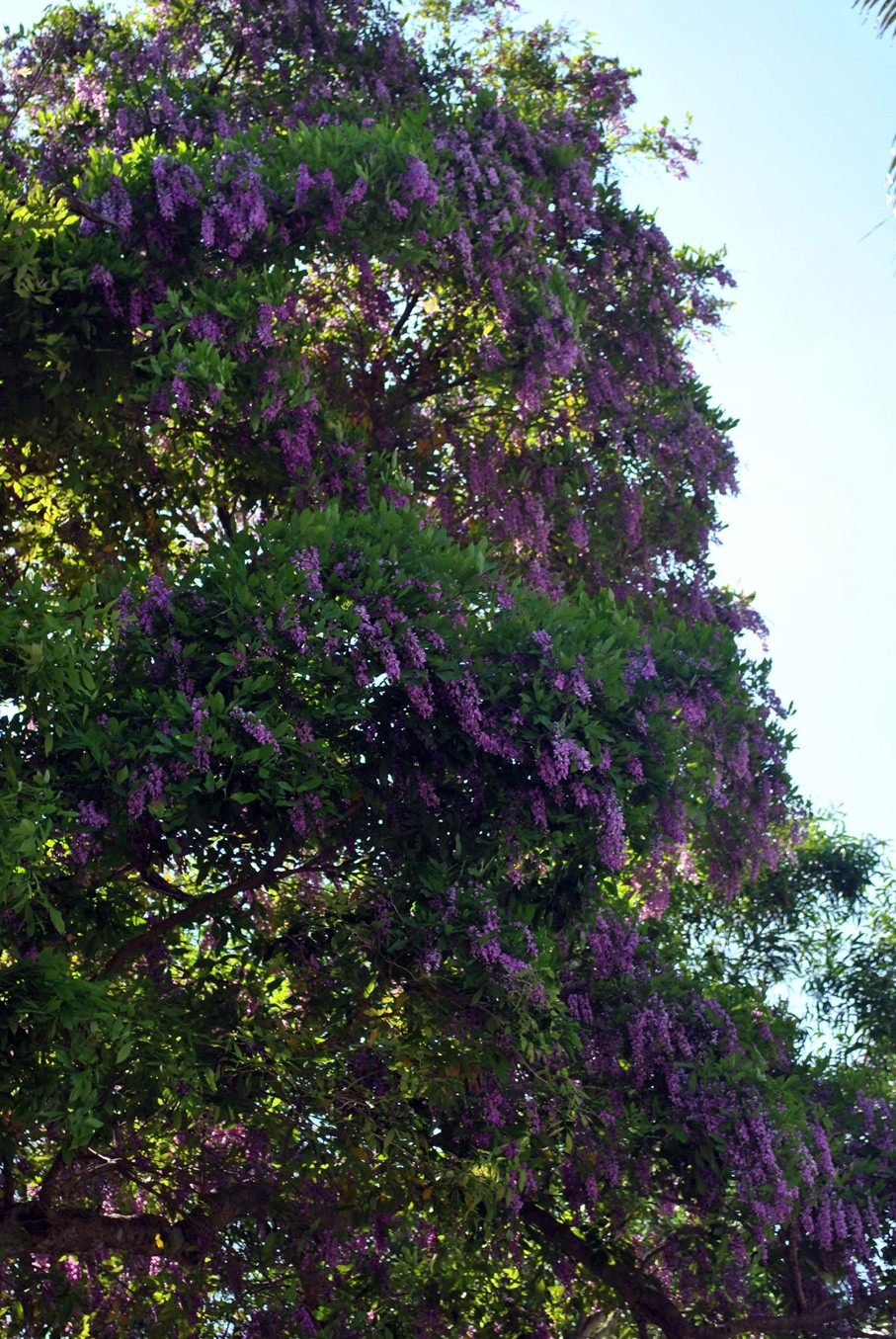 Tại miền bắc Việt Nam, cây thàn mát thường bị nhầm lẫn với cây sưa do hình dáng có nhiều điểm tương đồng. Ảnh: vingarden.