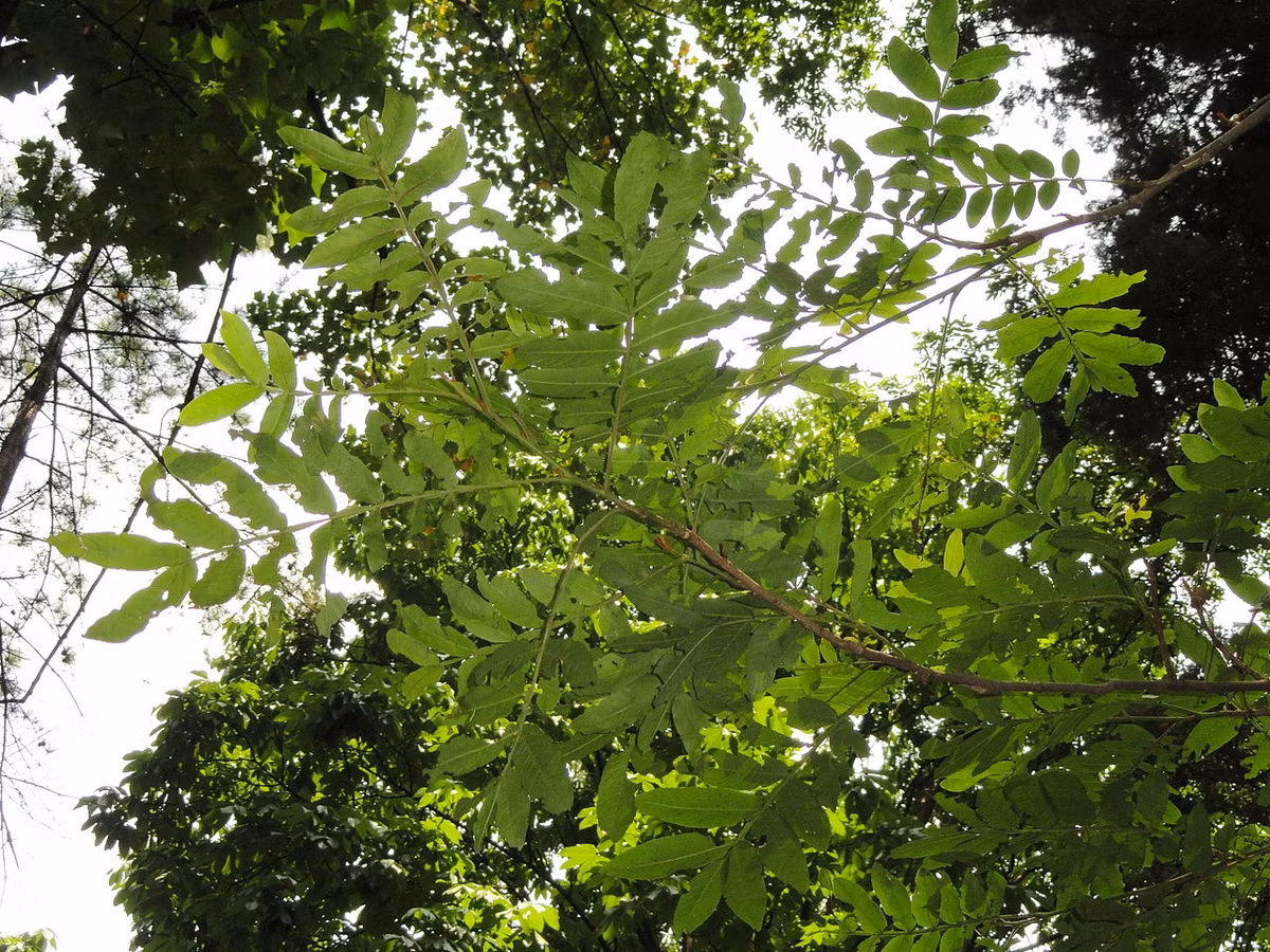 Tính năng của loại lá này là gây cay, làm cá bị "say", "choáng" chứ không chết. Ảnh: wikimedia.