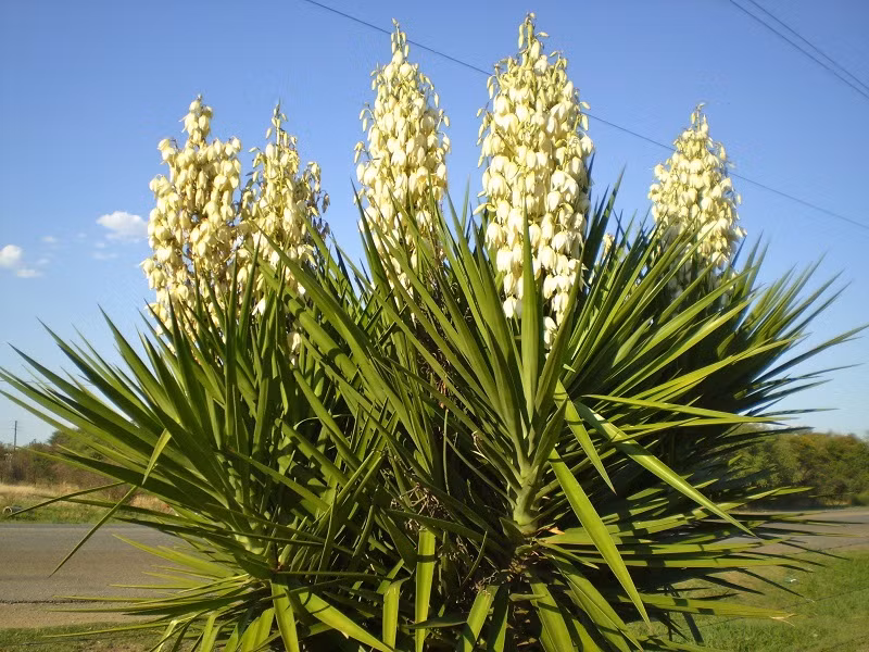 Ở Việt Nam, cây ngọc giá phân bố rộng khắp trên cả nước. Ảnh: blogcaycanh.