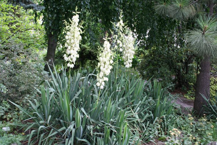 Cây ngọc giá có hình dáng lạ mắt, những bẹ lá được sắp xếp giống như hình trăm tay của Phật Bà Quan Âm. Ảnh: blogcaycanh.