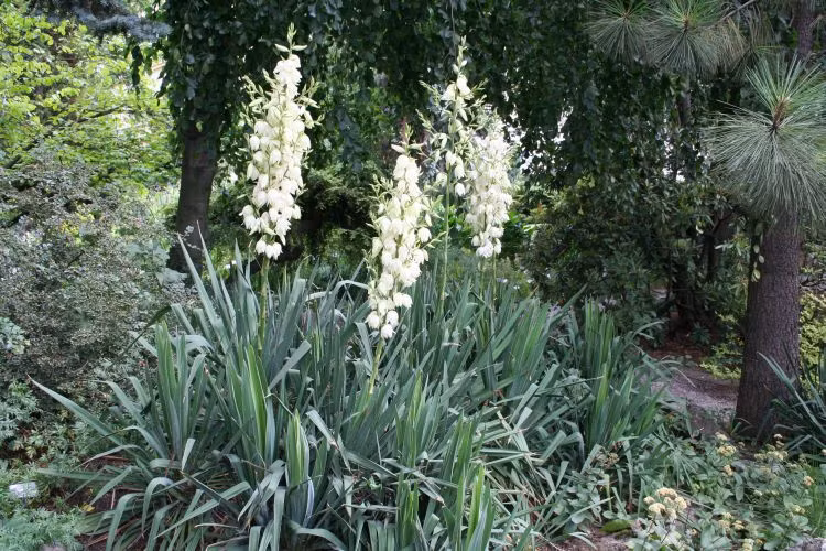 Cây ngọc giá có hình dáng lạ mắt, những bẹ lá được sắp xếp giống như hình trăm tay của Phật Bà Quan Âm. Ảnh: blogcaycanh.