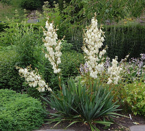 Cây ngọc giá có sức sống lâu bền, kéo dài từ 10 đến 30 năm. Ảnh: blogcaycanh.