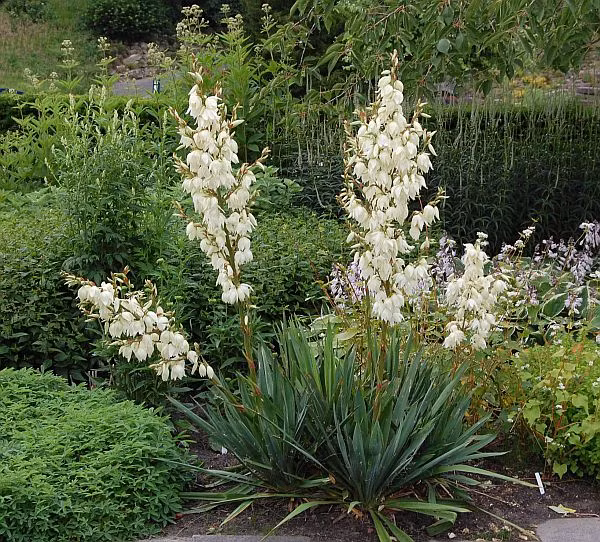 Cây ngọc giá có sức sống lâu bền, kéo dài từ 10 đến 30 năm. Ảnh: blogcaycanh.