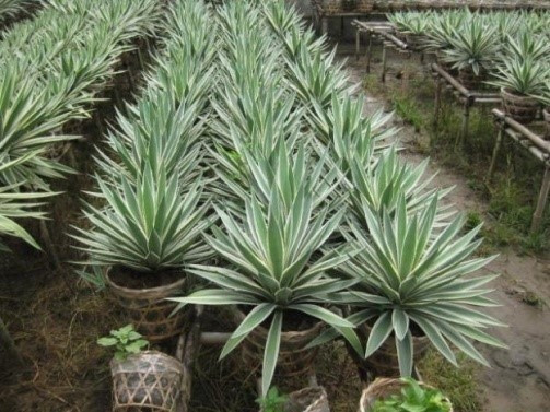 Cây ngọc giá có khả năng chịu hạn, chịu nắng tốt, dễ trồng, không đòi hỏi chăm sóc nhiều. Ảnh: vuoncayhoabinh.