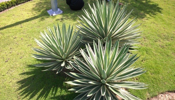 Không chỉ có tác dụng trang trí, cây ngọc giá còn có tác dụng thanh lọc không khí hiệu quả. Ảnh: hoaeva.