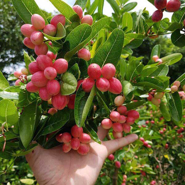 Cây si rô thân nhỏ, có thể leo như hoa giấy, hoa màu trắng mọc thành chùm. Quả lúc còn non có màu xanh và vị chua, khi chín chuyển màu hồng, đỏ rồi sang màu chín đen. Ảnh: thichtrongcay.