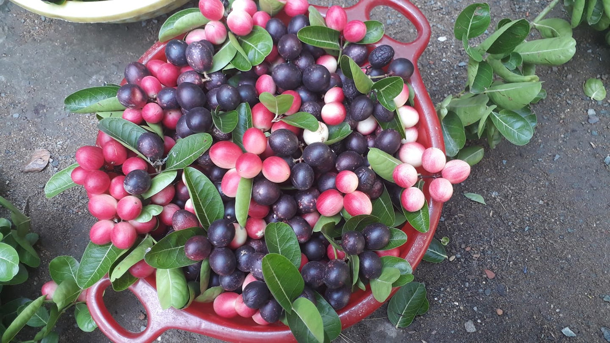  Quả si rô khi còn xanh có thể sử dụng như chanh trong khi quả chín có thể được dùng để ngâm rượu, ăn như một loại trái cây, làm mứt. Ảnh: 5giay.