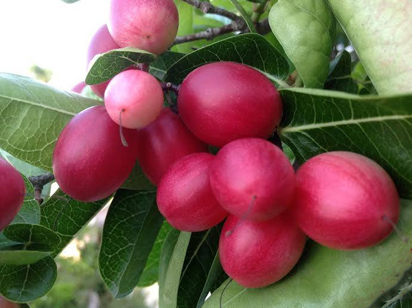 Mủ của cây si rô hơi độc. Vì vậy, bạn nên bứt cuống quả chờ cho chảy bớt mủ rồi hãy ăn. Ảnh: hoadepviet.