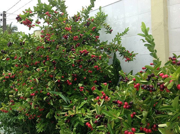 Trong khi đó, rễ của cây si rô có thể dùng làm thuốc. Ảnh: thichtrongcay 