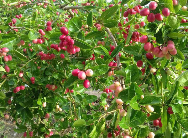 Cây si rô mọc thành bụi, cao 2 – 4m, cành nhánh sum suê, có gai nhọn. Ảnh: khuvuonmini.