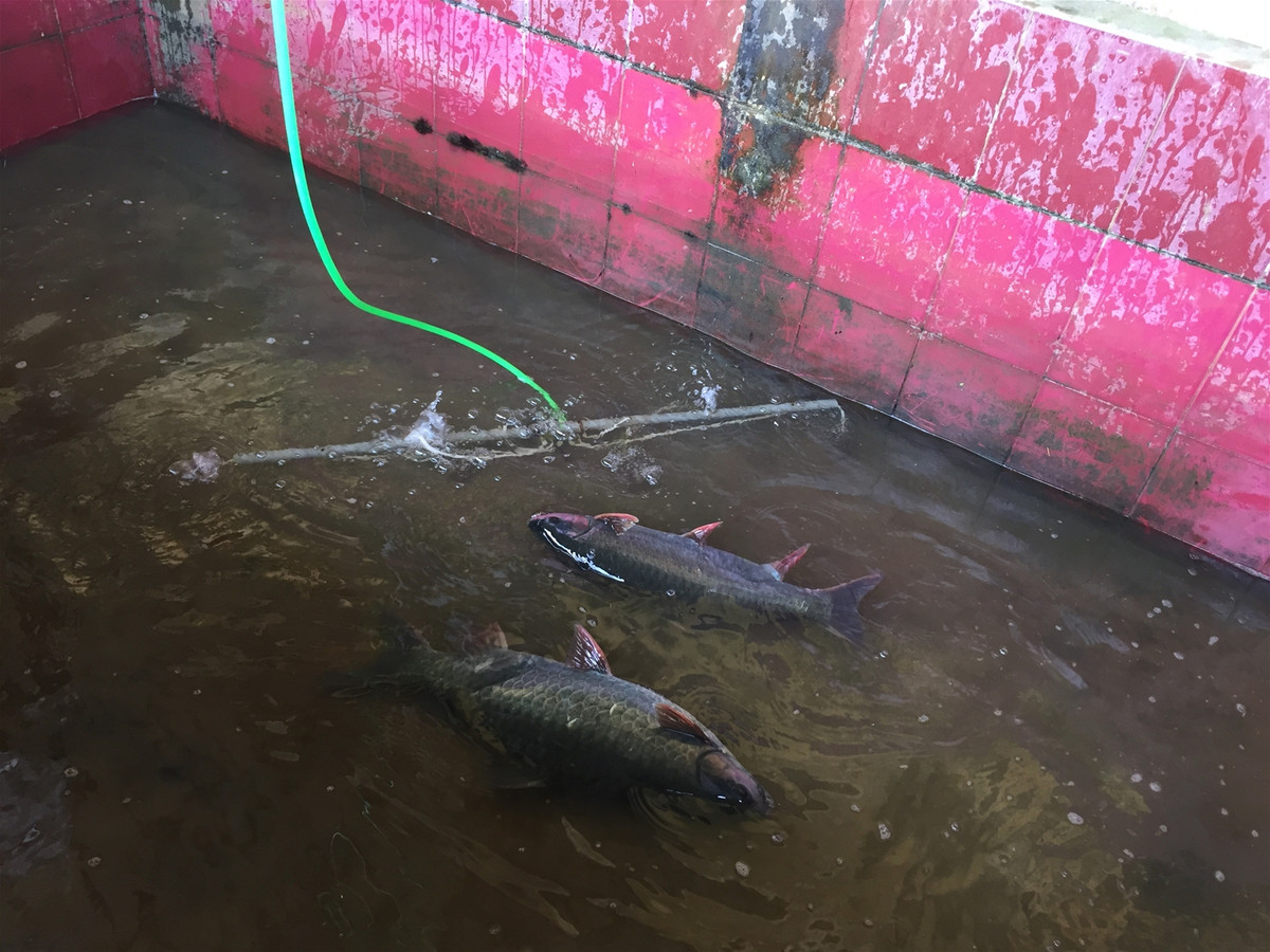 Đặc biệt, người dân tộc Tày tại Hà Giang còn quý trọng cá bỗng như của cải có giá trị, là vật phẩm dâng lên trời đất, tổ tiên trong những ngày lễ quan trọng. Ảnh: caquyhiem.