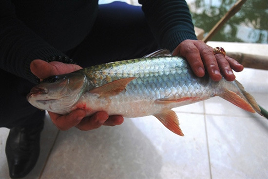 Ở Việt Nam, cá bỗng sinh sống tập trung chủ yếu ở một số tỉnh phía Bắc như Hà Giang, Lào Cai... Ảnh: blogspot.