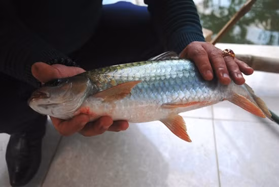 Ở Việt Nam, cá bỗng sinh sống tập trung chủ yếu ở một số tỉnh phía Bắc như Hà Giang, Lào Cai... Ảnh: blogspot.