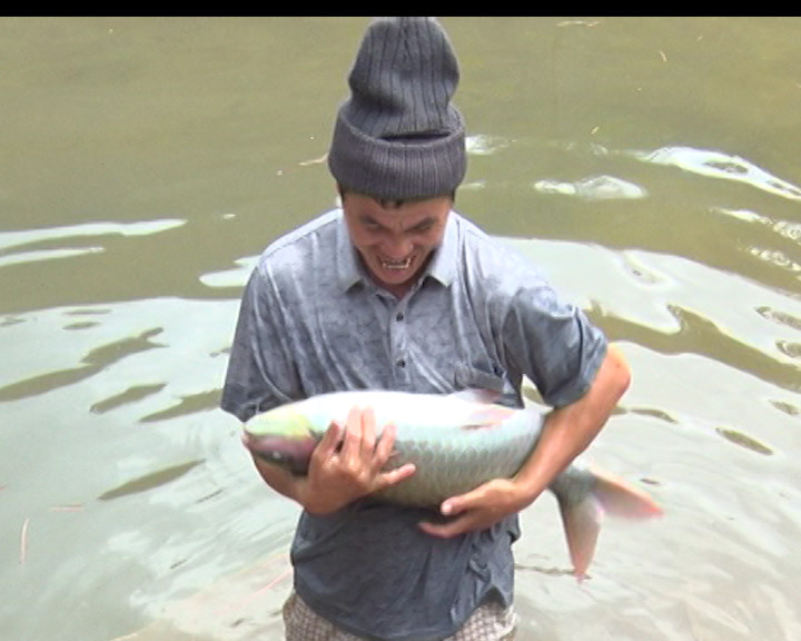 Cá bỗng đẻ rất ít. Một con cá bỗng phải nuôi khoảng 10 năm mới bắt đầu sinh đẻ và tỷ lệ cá con sống sót rất thấp. Ảnh: thanhhoa.