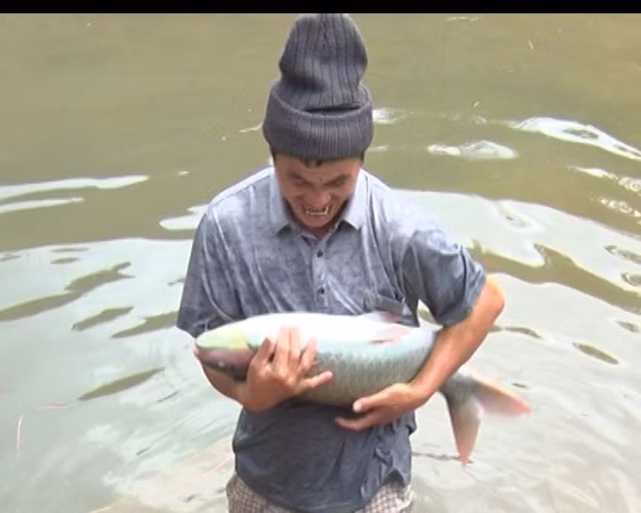 Cá bỗng đẻ rất ít. Một con cá bỗng phải nuôi khoảng 10 năm mới bắt đầu sinh đẻ và tỷ lệ cá con sống sót rất thấp. Ảnh: thanhhoa.