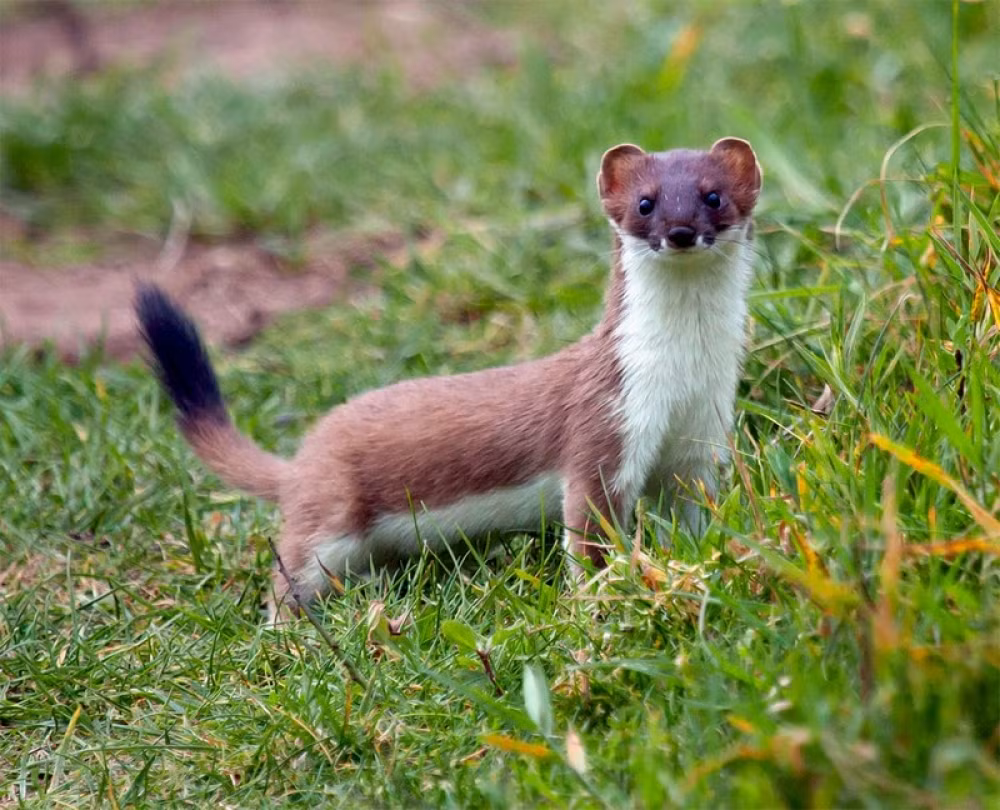 Triết bụng trắng sống ở nhiều sinh cảnh: rừng, đồng cỏ gần bản làng, thường gặp nhiều ở rừng hỗn giao cây lá rộng và lá kim. Đặc biệt, loài này không tự đào hang thường tự chiếm hang của các loài gặm nhấm để ở. Ảnh: lovac.