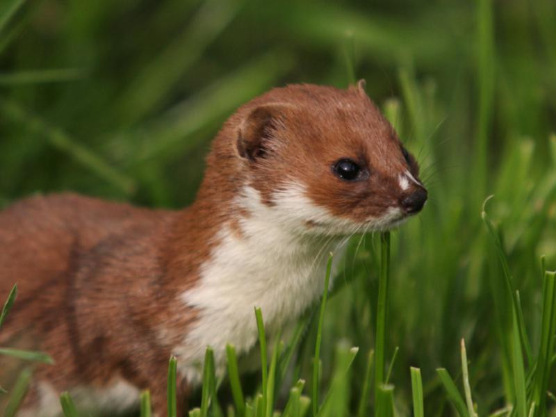 Thức ăn chủ yếu của triết bụng trắng là chuột, đôi khi ăn cả chim nhỏ, nhện và côn trùng. Ảnh: ekologia.