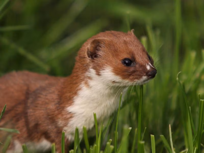 Thức ăn chủ yếu của triết bụng trắng là chuột, đôi khi ăn cả chim nhỏ, nhện và côn trùng. Ảnh: ekologia.