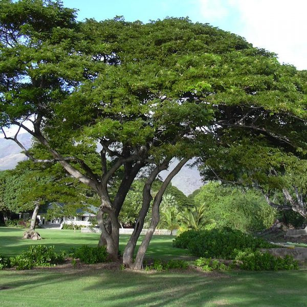 Cây còng là cây gỗ cực lớn, cao từ 15m - 25m, trong điều kiện thích hợp có thể cao đến 50m. Ảnh: atuongdep.