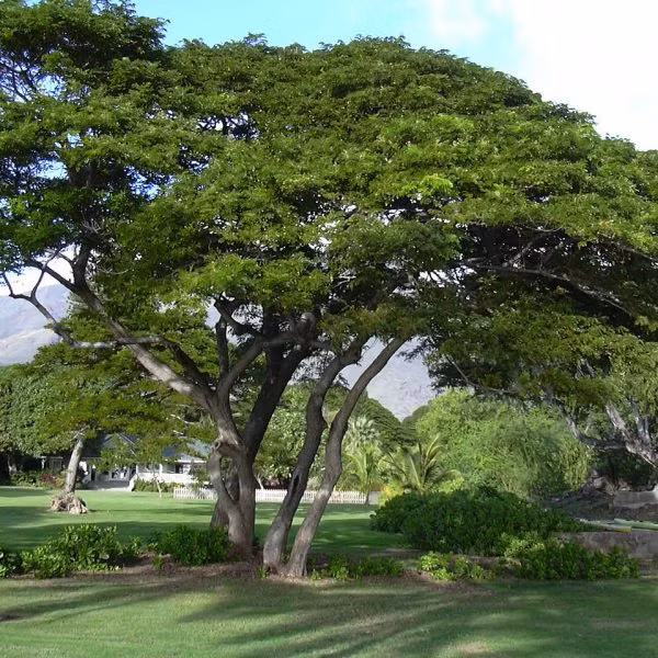 Cây còng là cây gỗ cực lớn, cao từ 15m - 25m, trong điều kiện thích hợp có thể cao đến 50m. Ảnh: atuongdep.