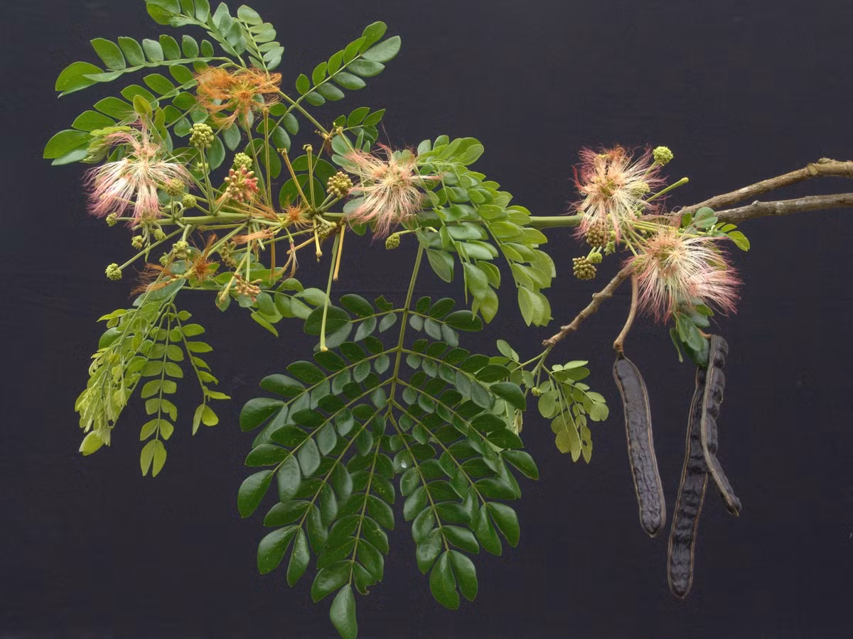  Cây còng còn có nhiều tên gọi khác như cây muồng ngủ, muồng tím, me tây. Tên khoa học của nó là Samanea saman, thuộc phân họ Trinh nữ (Mimosoideae). Ảnh: tumblr.