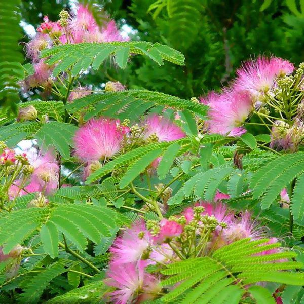  Hoa của cây còng màu hồng hoặc tím nhạt, rất đẹp và có mùi rất thơm. Trong khi đó, quả và lá còng là một nguồn cung cấp thực phẩm rất tốt cho gia súc (dê, bò, cừu...). Ảnh: nongtraihoadalat.