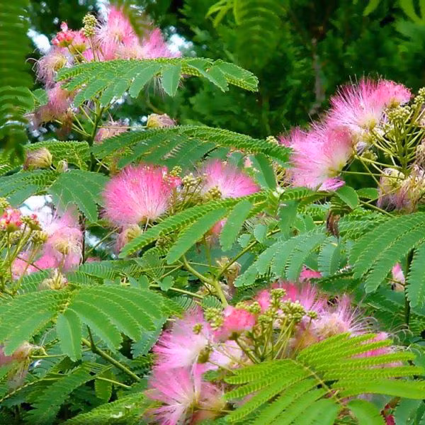  Hoa của cây còng màu hồng hoặc tím nhạt, rất đẹp và có mùi rất thơm. Trong khi đó, quả và lá còng là một nguồn cung cấp thực phẩm rất tốt cho gia súc (dê, bò, cừu...). Ảnh: nongtraihoadalat.