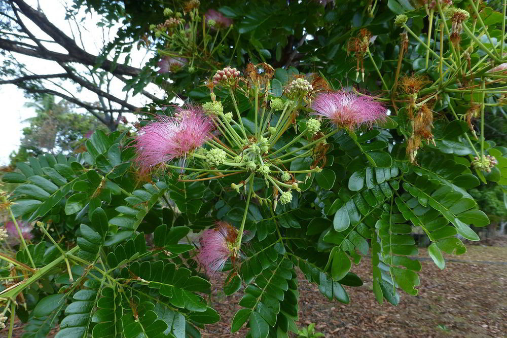 Ở Việt Nam, cây còng được trồng rộng rãi tại Thành phố Hồ Chí Minh, Hà Nội, Đà Nẵng, Hội An, Phan Thiết, Phan Rang. Ảnh: homeoffice.