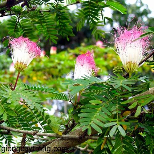 Trên thế giới, cây phân bố ở các quốc gia như Colombia, Venezuela, El Salvador, Mexico, Peru, Brazin, Bolivia, các đảo trên Thái Bình Dương như Quần đảo Guam, Hawaii, Marshall thuộc Mỹ, Samoa, Saipan,...Ảnh: giongcaytrong.