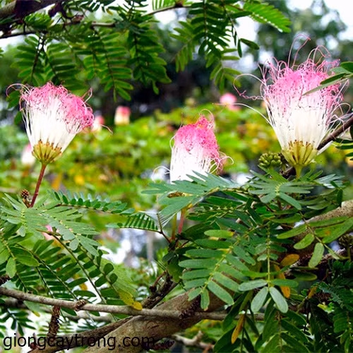 Trên thế giới, cây phân bố ở các quốc gia như Colombia, Venezuela, El Salvador, Mexico, Peru, Brazin, Bolivia, các đảo trên Thái Bình Dương như Quần đảo Guam, Hawaii, Marshall thuộc Mỹ, Samoa, Saipan,...Ảnh: giongcaytrong.