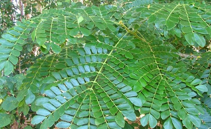 Cây còng có tán rất rộng, có khi lên tới 30m - cao hơn chiều cao của cây, luôn luôn xanh có hình mâm xôi hay hình dù. Ảnh: giahuygarden.