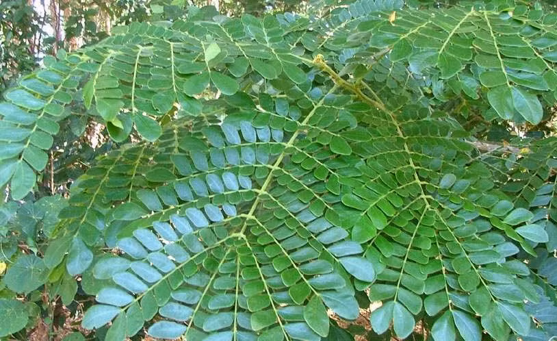 Cây còng có tán rất rộng, có khi lên tới 30m - cao hơn chiều cao của cây, luôn luôn xanh có hình mâm xôi hay hình dù. Ảnh: giahuygarden.