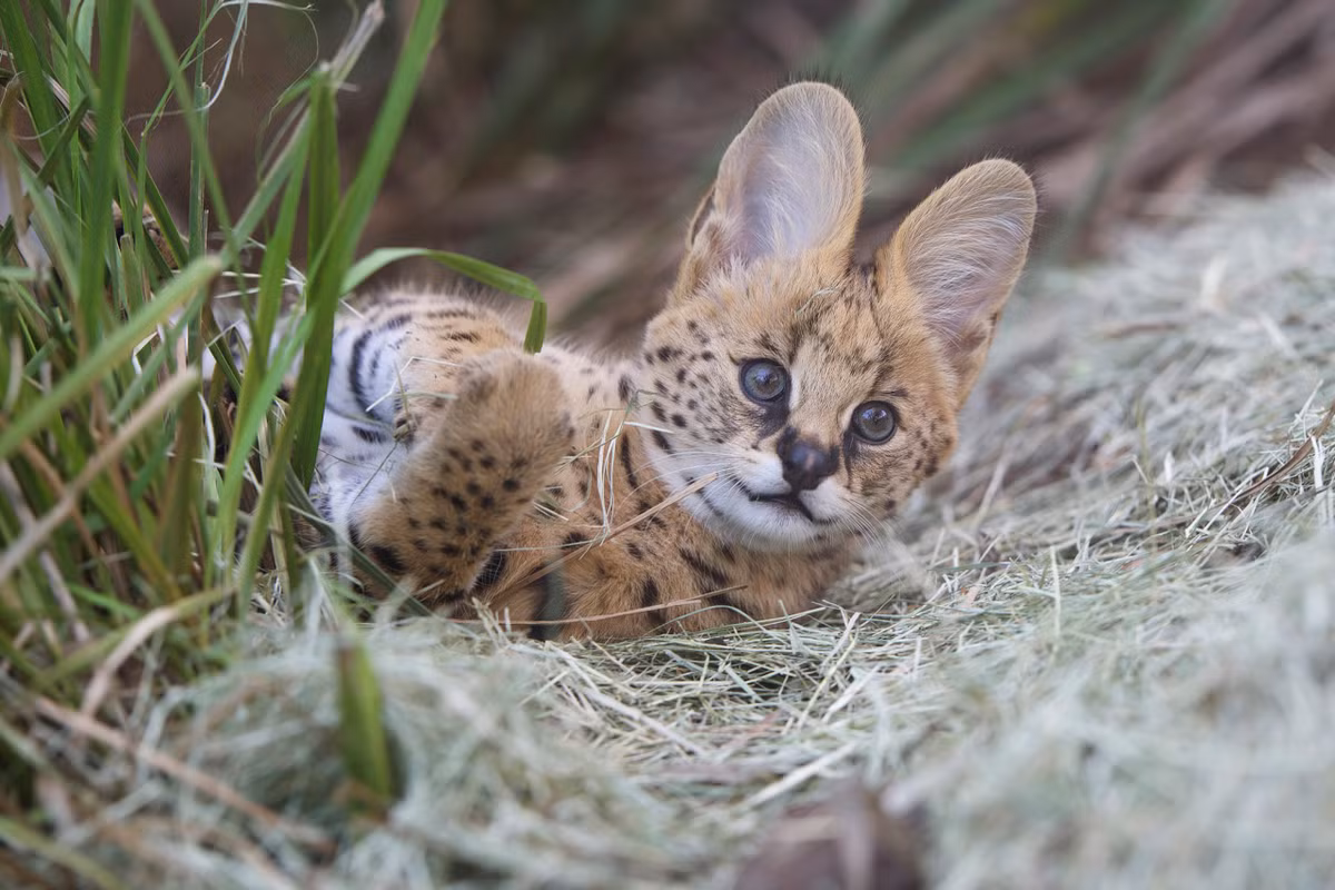 Linh miêu đồng cỏ có đầu nhỏ, đôi tai lớn, lớp lông ngoài có màu từ vàng kim đến vàng sẫm với đốm và sọc đen, chiếc đuôi ngắn có ngọn đen. Ảnh: kenhdongvat.