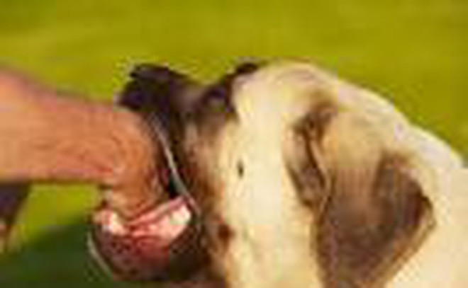 Tháng 9/2018, bà Nguyễn Hồng Ph. (67 tuổi) ngụ ấp Thị Tường B, xã Hòa Mỹ, huyện Cái Nước đã tử vong do bị chó cắn. Đáng tiếc là khi bị chó cắn bà đã không đến bệnh viện tiêm ngừa mà đến thầy lang lấy nọc. 